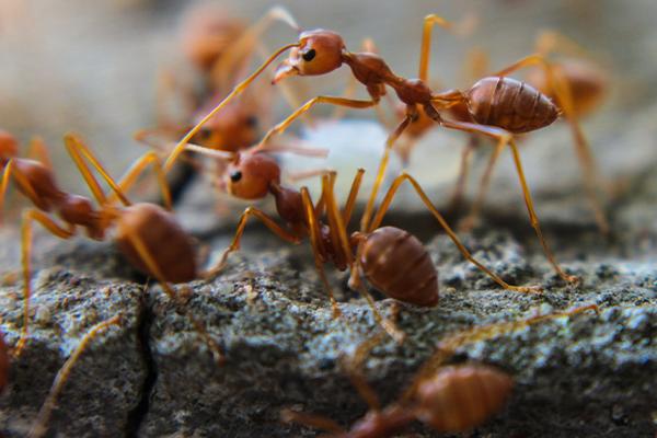 Top Professional Firms For Sugar Ants And Black Ants Eradication