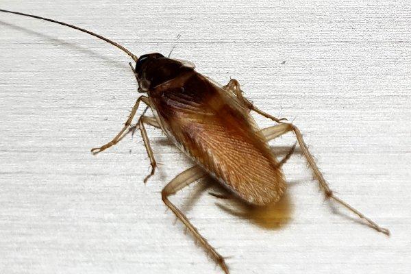 What Irvine Property Owners Need To Know About German Cockroaches