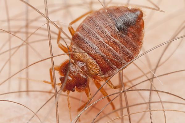 Bed Bug Control 