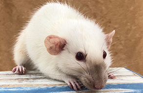 Rat Control Services Are More Important Than Ever, Here’s Why