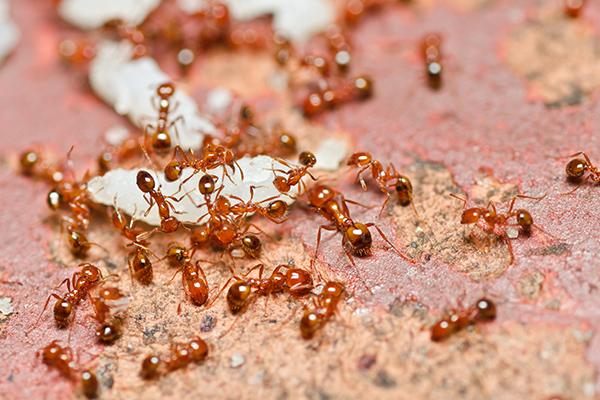 Natural remedy for sugar ants Orange County