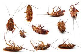 Cockroach pest control Orange County